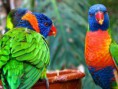 /album/loro-park/loro-park-3-jpg/